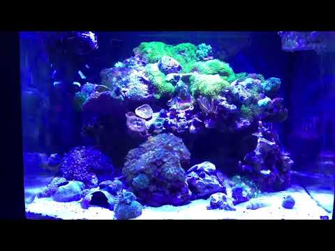 1.8 YEARS WITH HIPARGERO LED A029 + BUDGET FRIENDLY IDEAS