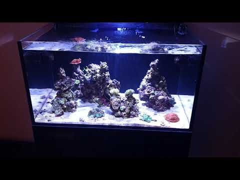 1 minute Innovative Marine  Reef Lagoon  Update