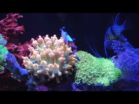 10 gallon Innovative Marine All in one reef tank