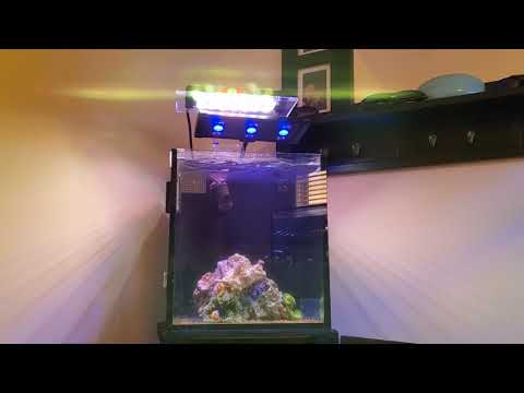 10 Gallon Innovative Marine Anemone Tank