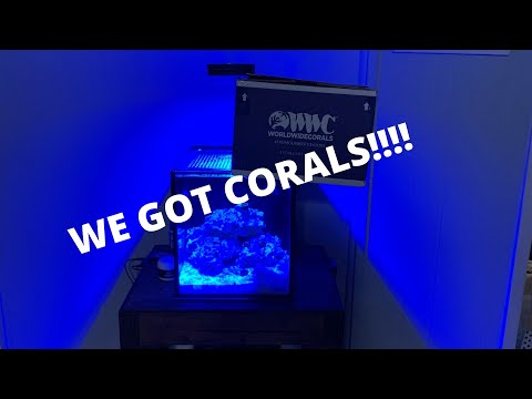 10 Gallon Innovative Marine Build GETTING NEW CORALS)