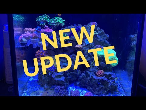 10 gallon Innovative Marine Build (Update 2)