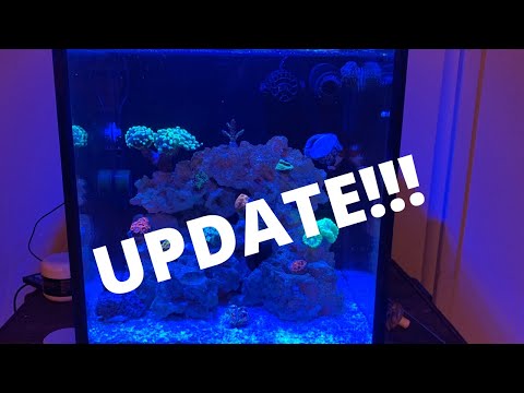 10 gallon Innovative Marine Build (Update)