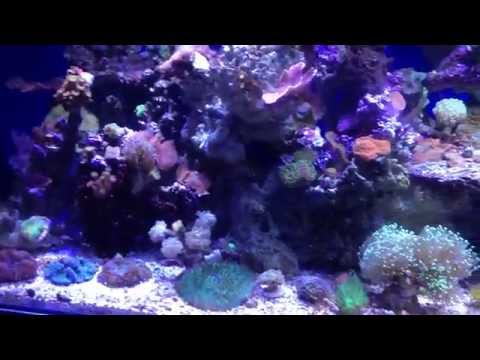 100-120 gallon reef aquarium pharos/ kessil led lighting