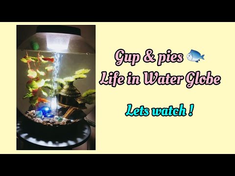 #101?  Meet  Gup  & Pies Life in Water/Biorb