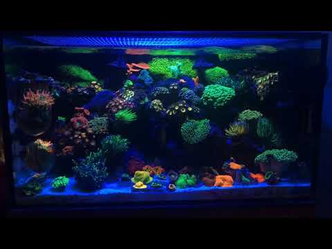 11 Months Old Innovative Marine 20 Nuvo Fusion AIO Aquarium