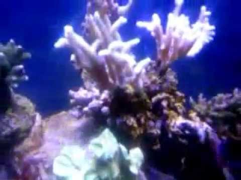 112l reef tank,bubble magus e5skimmer