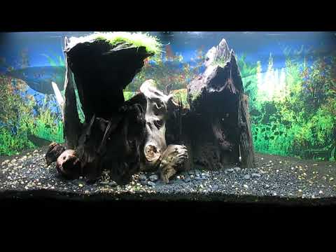 120-Gallon Tank Update 5-20-22