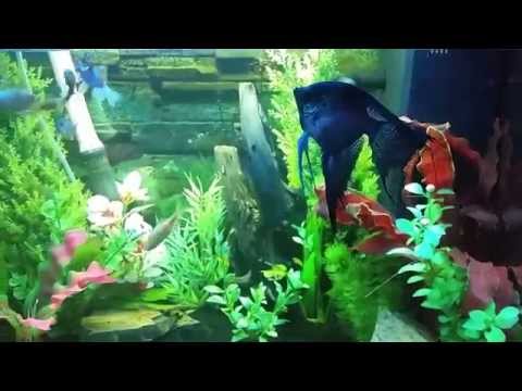 120 libo juwel tank