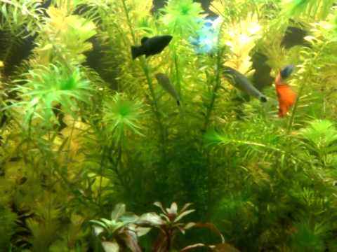 120 Liter Juwel Aquarium
