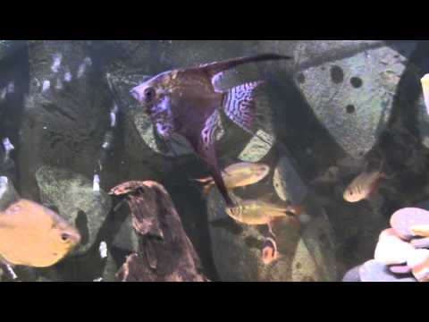 120 litres " Juwel " Aquarium