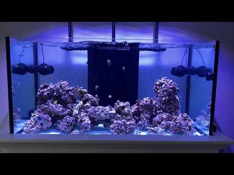 120 Reef with Kessil A500X