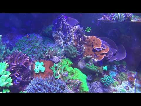 120 SPS Reef using Kessil a160wa