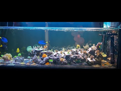120G Shallow Acropora System Tour  Mixed SPS Dominant Reef  Maxspect Alkatronic Kessil AP700 Hyrbrid