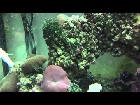 120L Nano Reef. Juwel Lido 120 Marine Tank 29gal. 10 months old.