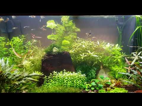 125L Rio Juwel Aquarium, General maintenance and trimming