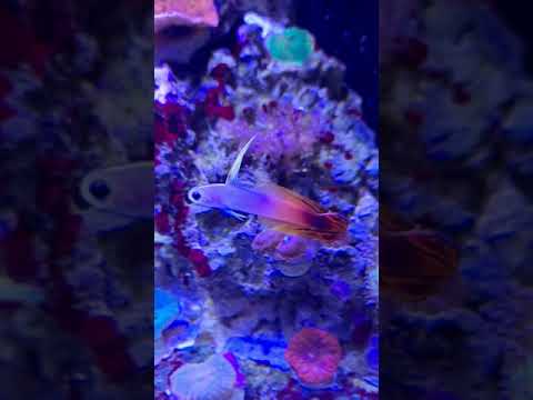 13.5 Fluval Evo with Aqua Knight mixed reef . First video I ever made . 6 month old tank .
