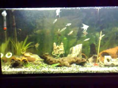 160 Liter Juwel Aquarium