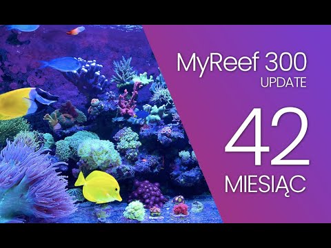 (177) MyReef 300 / Update / 42 miesiąc – Akwarium morskie – Reef aquarium
