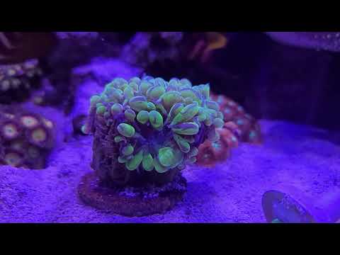 18 Month Update | Red Sea Reefer 525XL