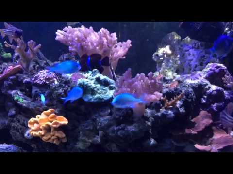 180 gallon Kessil light reef