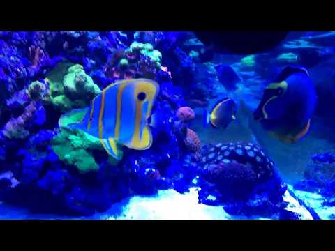 180 gallon Reef 10 month update, Kessil AP700, Naso Tang, Copperband Butterfly fish, SPS coral.