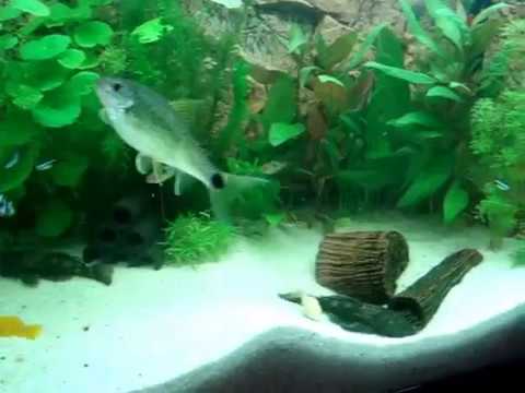 180 L Juwel Aquarium