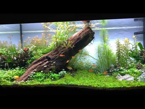 180 Liter Juwel Aquarium