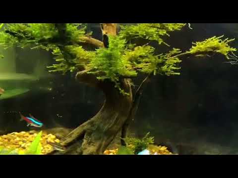 180 litre Bonsai Tree setup JUWEL Aquarium