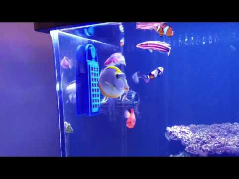 180G Reef/ Innovative Marine Gourmet Grazer review
