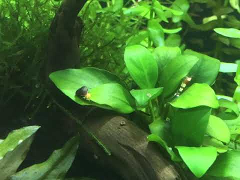 180Liter/47Gallon Juwel Tank Time-Lapse