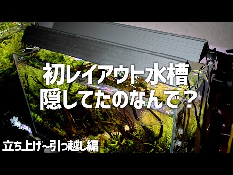 1年以上ずっと隠してた初めてのレイアウト水槽。どうなってんの？#259【アクアリウム】