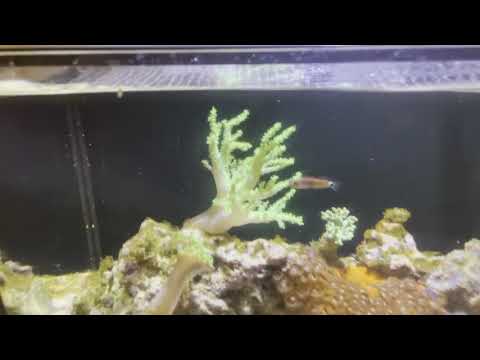 20 gallon innovative marine