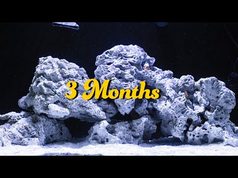 20 NUVO Fusion AIO Aquarium Innovative Marine – 3 Months