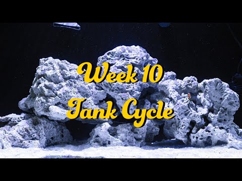 20 NUVO Fusion AIO Aquarium Innovative Marine Week 10