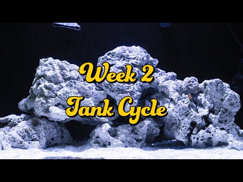 20 NUVO Fusion AIO Aquarium  – Innovative Marine – Week 2