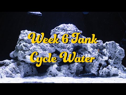 20 NUVO Fusion AIO Aquarium   Innovative Marine   Week 6