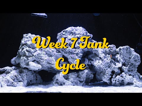 20 NUVO Fusion AIO Aquarium Innovative Marine Week 7