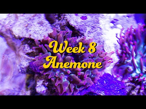 20 NUVO Fusion AIO Aquarium Innovative Marine Week 8