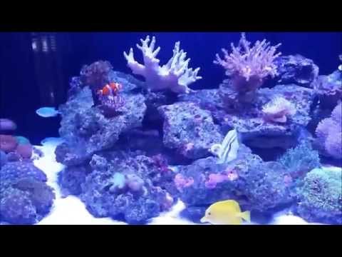2015 Innovative Marine SR-80 Update, 6 months old