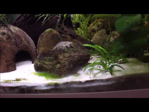 2017-12-06 Eheim Aquastar 54 Led