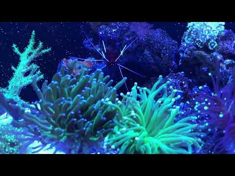 20g IM tank with 2 Kessil a80, Coralife skimmer, IM refugium light, smart ATO, LPS, Zoas and Shrooms