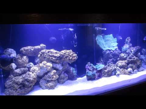 225 Gal Reef rebuild, Part-4, Bubble Magus Curve 9 Review