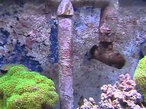237 Gallon  , 2.0m reef tank, Reef Octopus.  SET up in CHINA