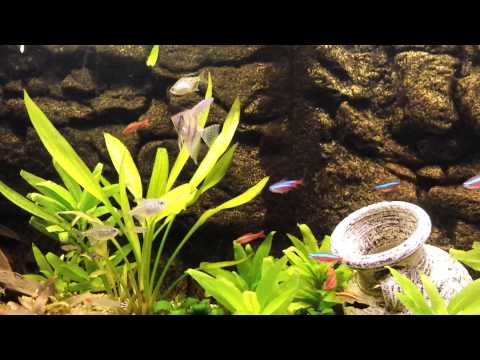240 liter juwel aquarium showen