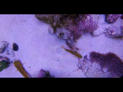 25 Gallon Innovative Marine Lagoon Feeding