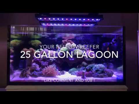 25 gallon lagoon innovative marine