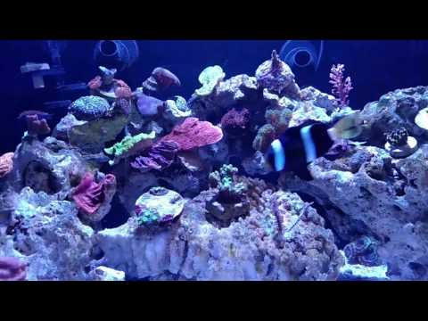 25 Innovative Marine lagoon ai prime tank update
