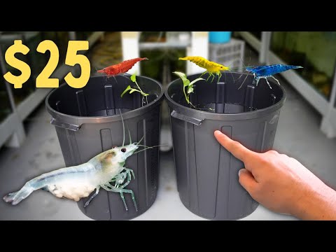 $25 Shrimp Breeding Tubs! NO Filter, NO Water Change!