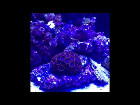 25g Innovative Marine Lagoon Reef Tank